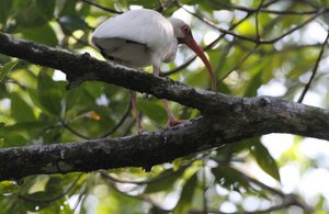 White Ibis with his curved bill looks down on us