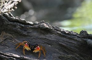 Another beautifully colored crab