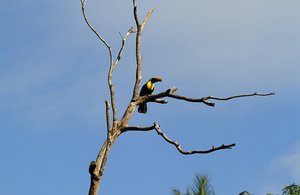 Look up there, a toucan !