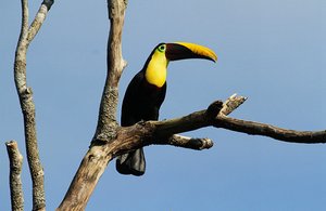 Toucan  looks down at the kayakers !