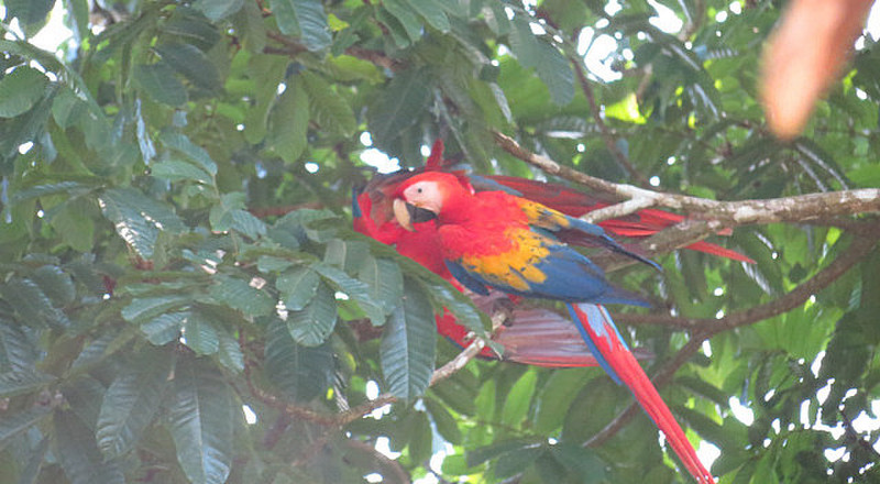 Tropical Osa Birds and Beauty 