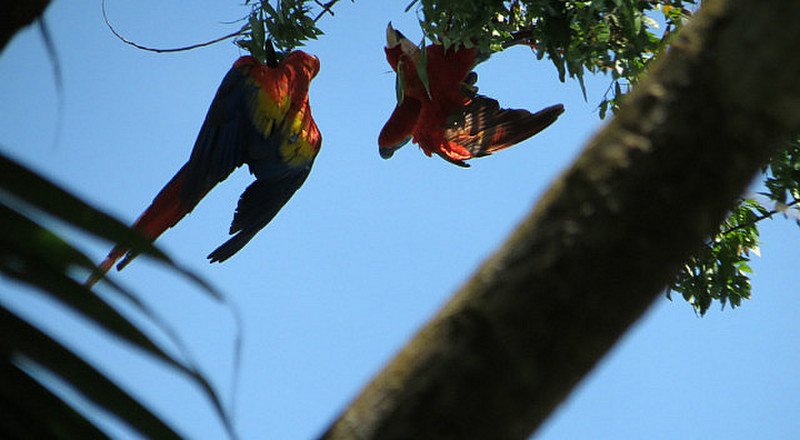 Scarlet macaw mating behavior
