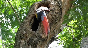Tropical Osa Birds and Beauty 