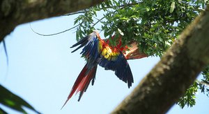 scarlet macaw mating behavior