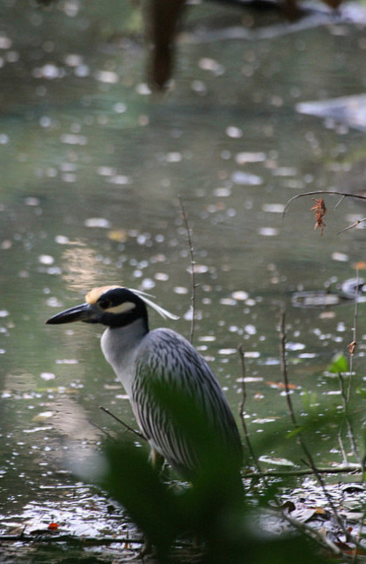 could be yellow crowned night heron, perhaps