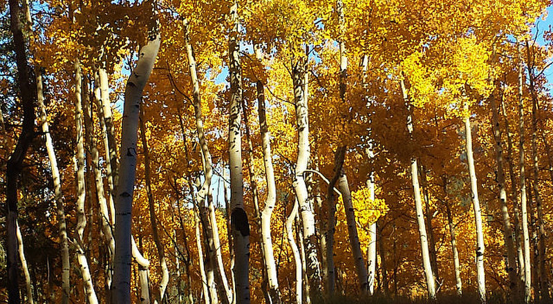Picture Perfect Aspens on Hyde Park Road