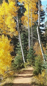 Picture Perfect Aspens on Hyde Park Road