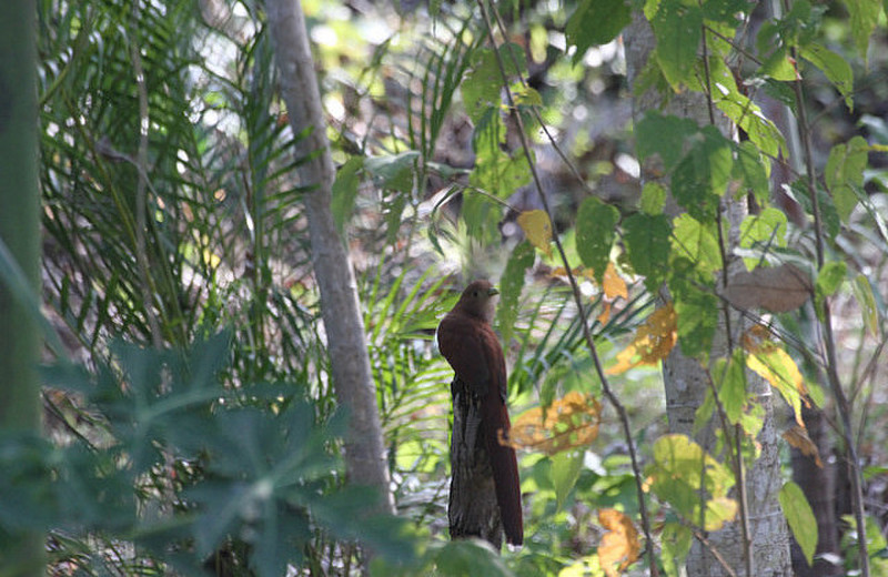 Secret Mirador Squirrel Cuckoo