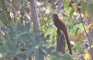 Surprise sighting of Squirrel Cuckoos at Mirador