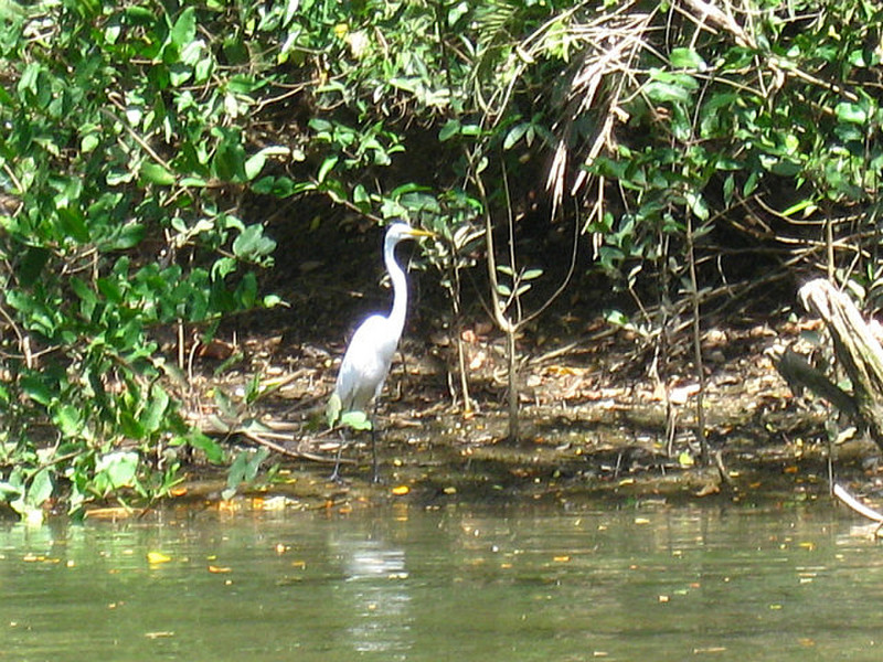 Egret fishes from the rio&#39;s bank, pelican nearby!