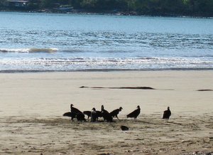 Buzzards at the beach! 