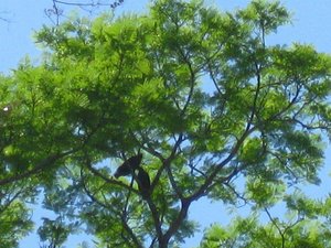 Blackhawks in a tree along the Rio Panica