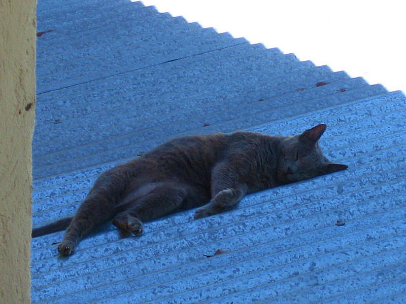 Cat on a hot tin roof lol !