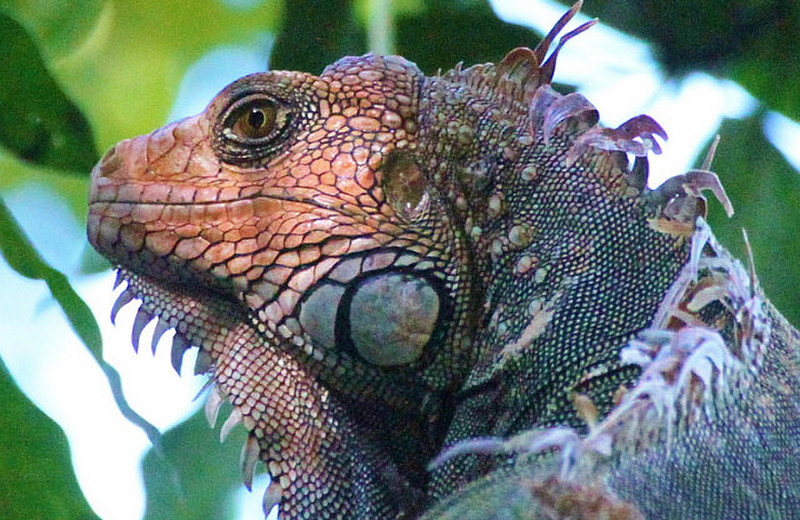 Big iguana is our neighbor  at Luna Llena