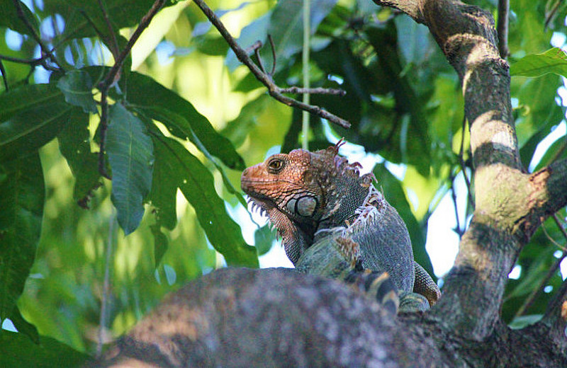 Big iguana is our neighbor  at Luna Llena