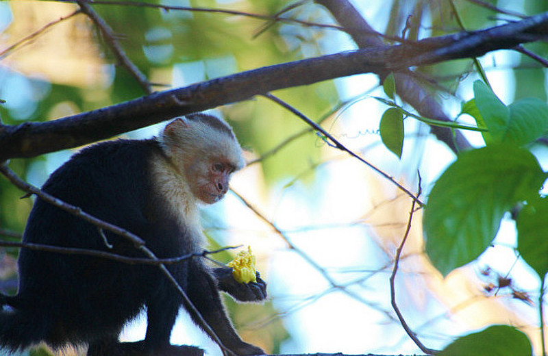  Capuchin monkeys feed on the Cashew Fruits above