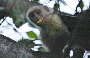  Capuchin monkeys feed on the Cashew Fruits above