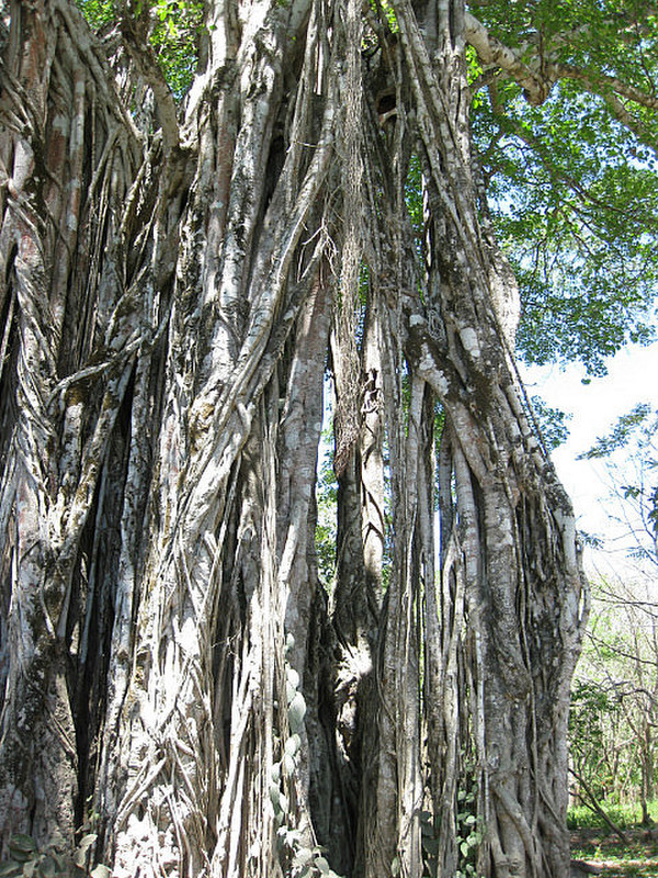 Huge Fig Tree near Rio Lajas