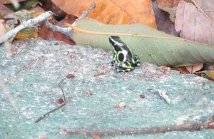  Frog at Nature Lover&#39;s Air BnB