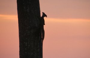 Iguana At Sunset From Le Papillon