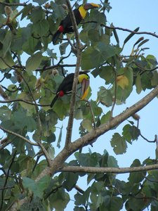  Toucans In Love,  From the Kayak !