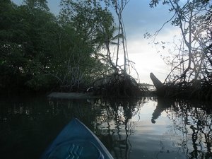 Mangrove kayaking Golfo Dulce