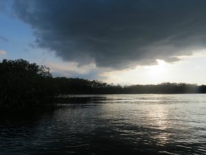 Mangrove kayaking Golfo Dulce
