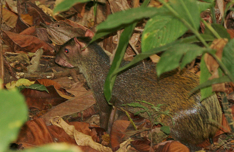 agouti right outside our place
