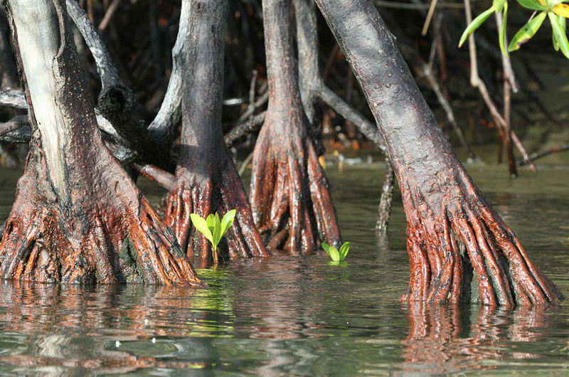 Mangrove and its crab or a crab and its mangrove?