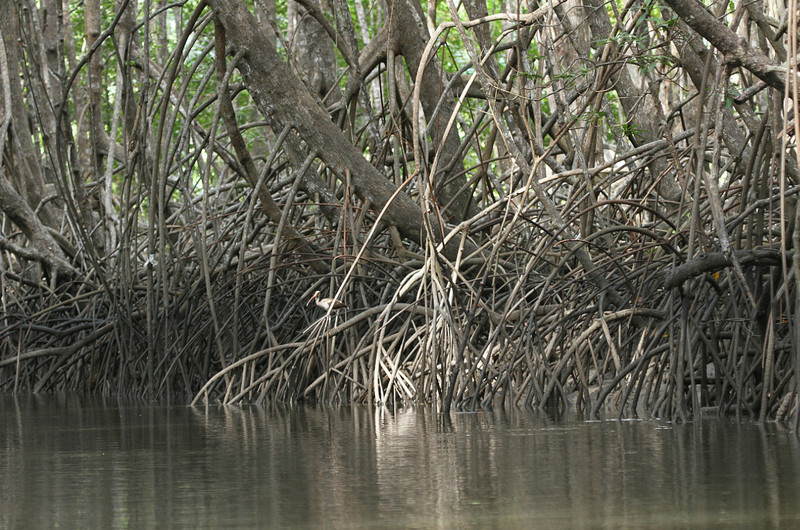 Paddling among the mangrove trees