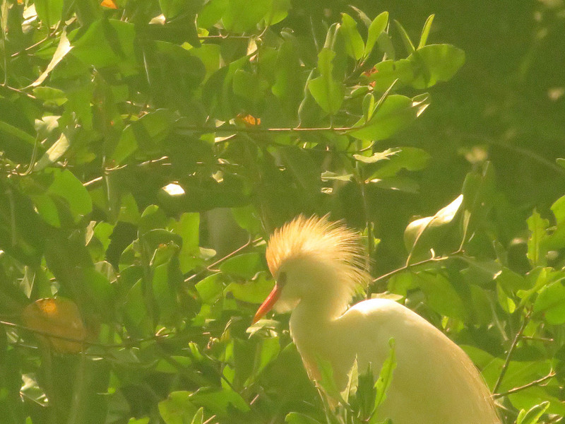 Cattle egret rookery