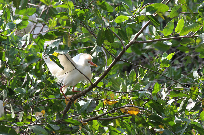 Cattle egret rookeryCattle egret rookery
