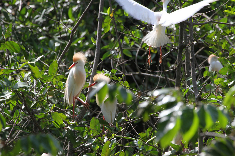 Cattle egret rookery