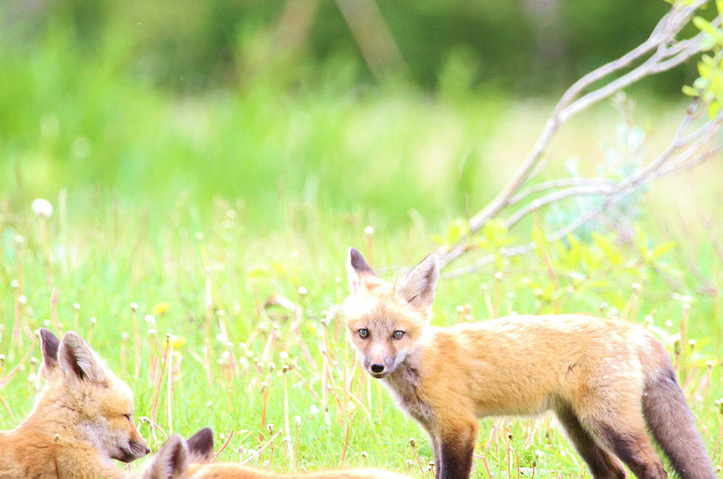 Finally dad calls out the litter of little Foxes!