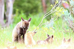 Finally dad calls out the litter of little Foxes!