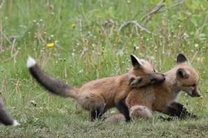 Little Foxes at play!