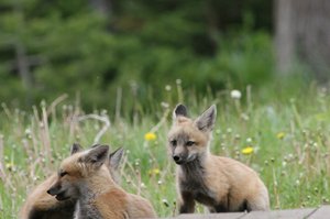 Little Foxes at play!