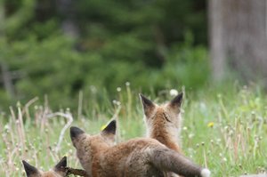 Little Fox Kits