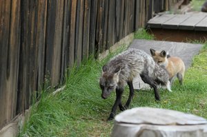  Fox comes towards group of photogs with kit