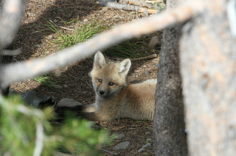 Lone Little Fox At Colter Bay