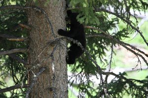 Mama Bear,  Baby Climbs Tree
