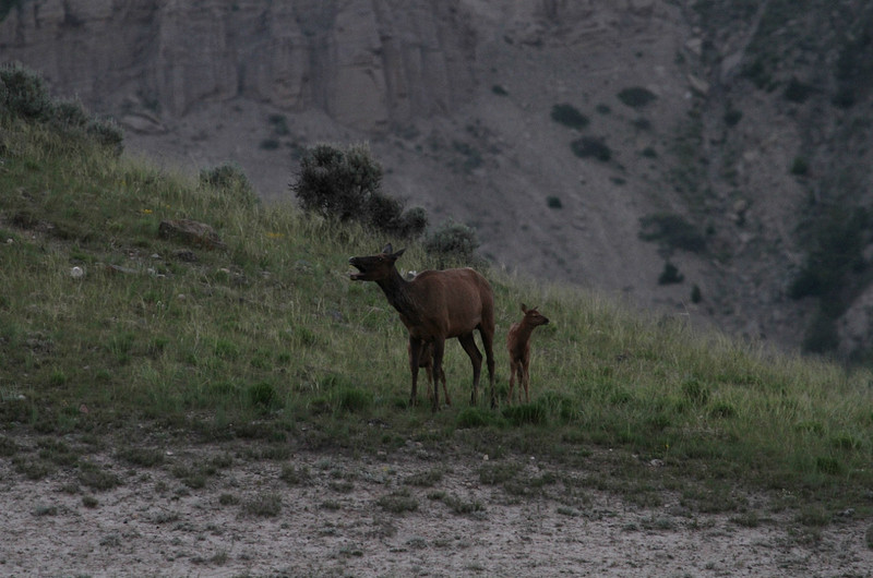lost baby elk