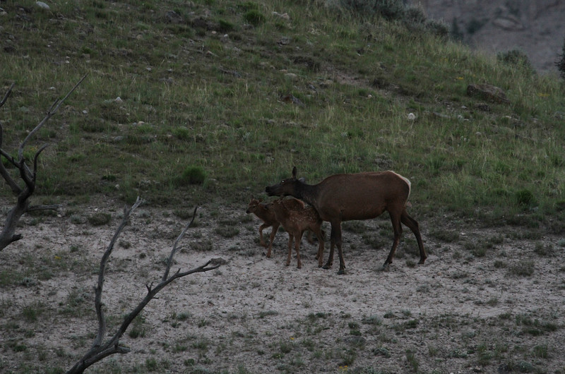 lost baby elk