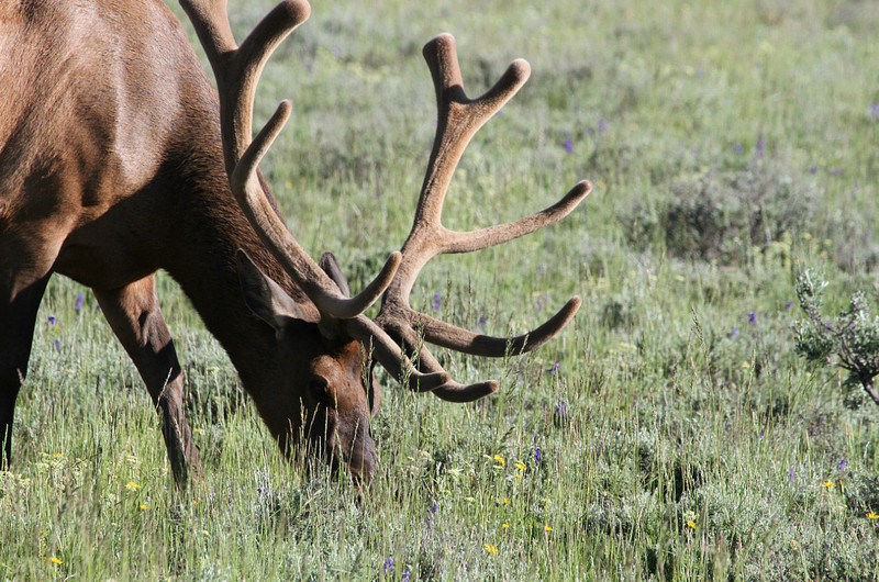 King Bull Elk