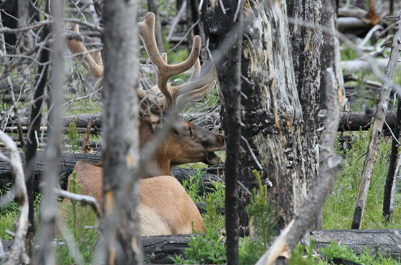 Crown Jewels of Yellowstone:  Bull Elk