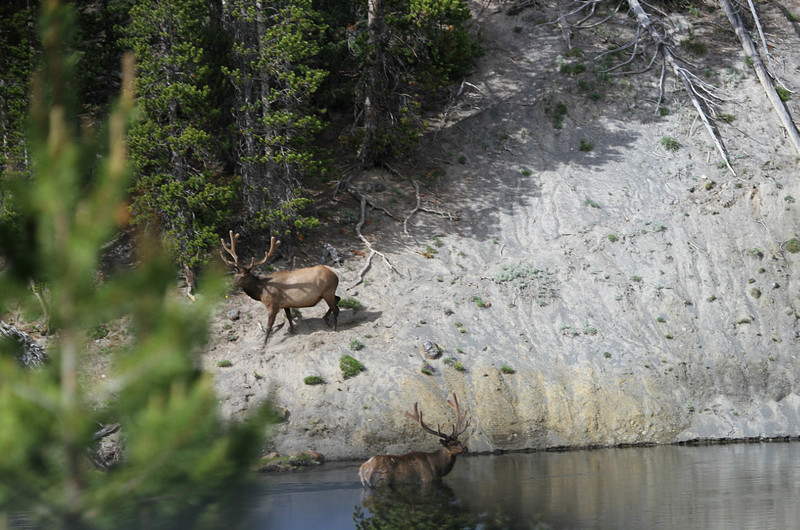 Crown Jewels of Yellowstone:  Bull Elk