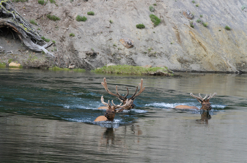   Bull Elk swimming, fleeing wolves?