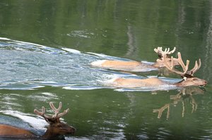   Bull Elk swimming, fleeing wolves?