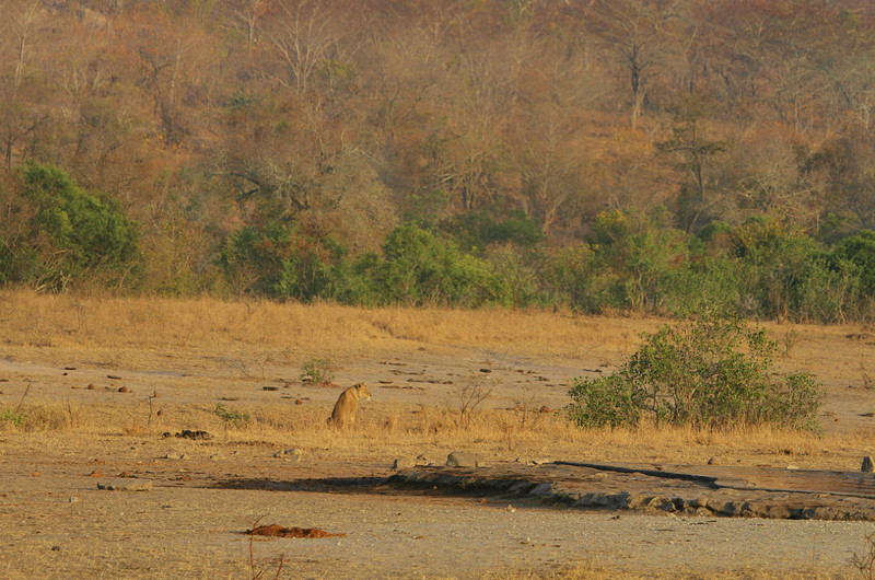 Lions resting early morning near water hole