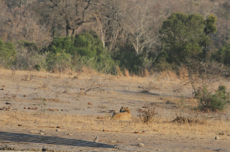 Lions resting early morning near water hole